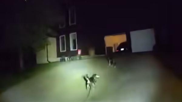 Un perro detuvo a un policía en plena calle y lo llevó hasta su casa, donde estaba su dueño tendido en el suelo: “Gracias a la lealtad de su perro, fue atendido” - El hombre llevaba más de tres horas en el suelo cuando llegó el policía