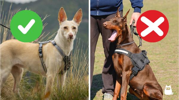 Marta Sarasúa, etóloga canina, aclara el motivo por el que tu perro te da tirones cuando pasea: "Si aprende a canalizar la energía, los paseos pueden dejar de ser un caos" - Elegir el arnés adecuado también importa: ''Limitar su movimiento favorece que un perro tire de la correa''