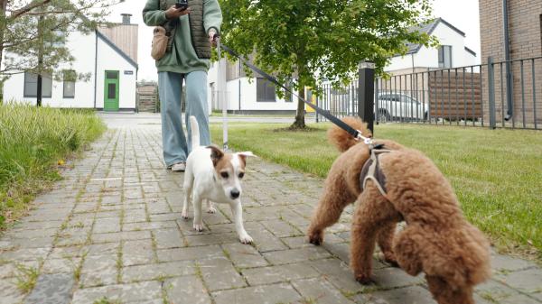 Marta Sarasúa, etóloga canina, aclara el motivo por el que tu perro te da tirones cuando pasea: "Si aprende a canalizar la energía, los paseos pueden dejar de ser un caos" - La razón por la que un perro da tirones al pasear: ''No se porta mal, está sobreexcitado por esto''