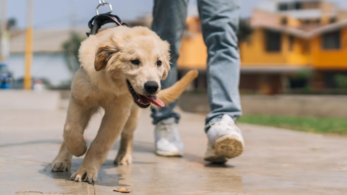 Marta Sarasúa, etóloga canina, aclara el motivo por el que tu perro te da tirones cuando pasea: "Si aprende a canalizar la energía, los paseos pueden dejar de ser un caos"