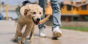 Marta Sarasúa, etóloga canina, aclara el motivo por el que tu perro te da tirones cuando pasea: "Si aprende a canalizar la energía, los paseos pueden dejar de ser un caos"