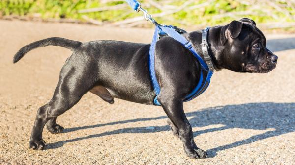 Marta Sarasúa, etóloga canina, aclara el motivo por el que tu perro te da tirones cuando pasea: "Si aprende a canalizar la energía, los paseos pueden dejar de ser un caos" - Otros motivos detrás de los tirones de correa de un perro según los expertos