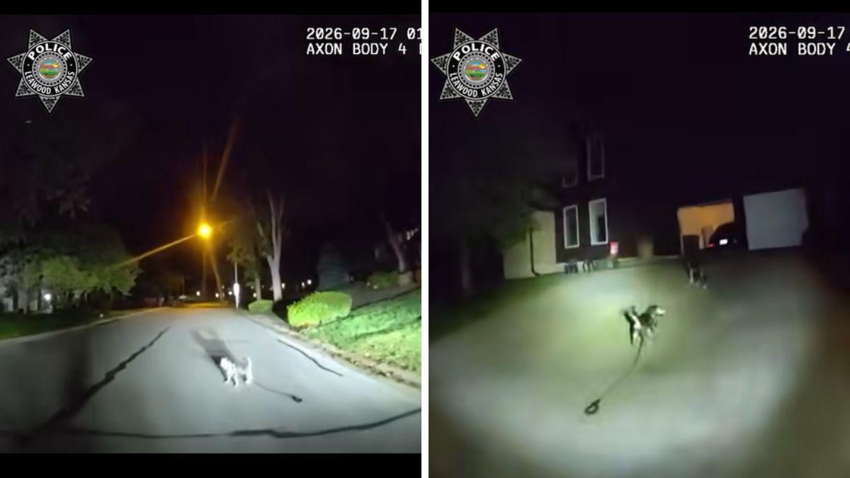 Un perro detuvo a un policía en plena calle y lo llevó hasta su casa, donde estaba su dueño tendido en el suelo: “Gracias a la lealtad de su perro, fue atendido”