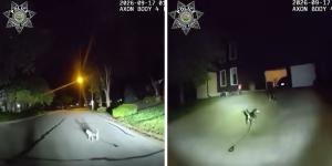 Un perro detuvo a un policía en plena calle y lo llevó hasta su casa, donde estaba su dueño tendido en el suelo: “Gracias a la lealtad de su perro, fue atendido”