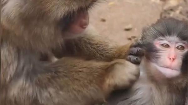 Punch, el mono bebé que busca refugio en su peluche y está enterneciendo a todo el mundo - De la soledad al grupo: Punch empieza a hacer amigos