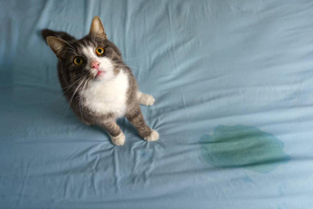 ¿La orina de gato es peligrosa?