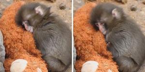 Punch, el mono bebé que busca refugio en su peluche y está enterneciendo a todo el mundo
