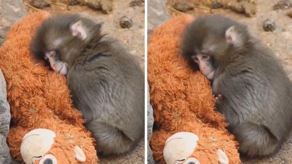 Punch, el mono bebé que busca refugio en su peluche y está enterneciendo a todo el mundo