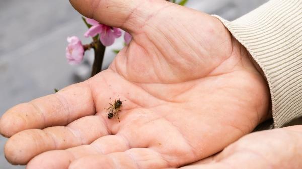 Qué significa que una abeja se te acerque (no es ni suerte ni casualidad) - Búsqueda de alimento: una respuesta a estímulos florales