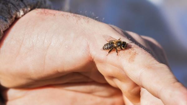Qué significa que una abeja se te acerque (no es ni suerte ni casualidad) - Cuando se acercan por comportamiento defensivo y sí puede haber riesgo de picadura