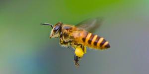 Qué significa que una abeja se te acerque (no es ni suerte ni casualidad)