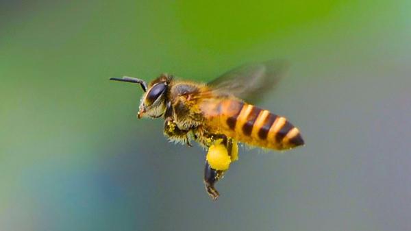 Qué significa que una abeja se te acerque (no es ni suerte ni casualidad)