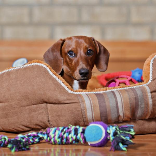 Tipos de juguetes para perros top