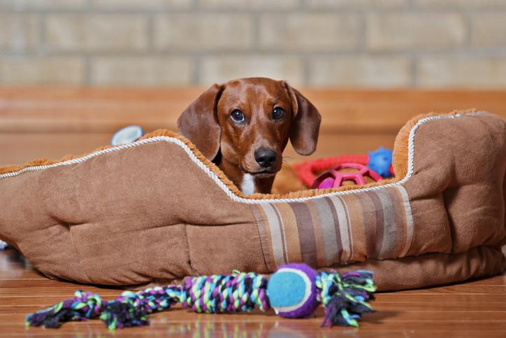 Juguetes para perros adultos deals