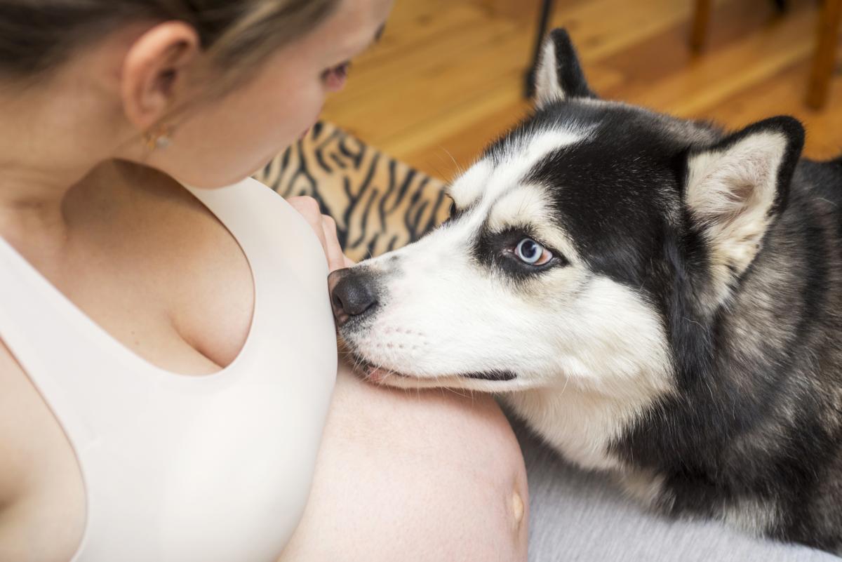 Estoy embarazada y mi perro no se me despega, ¿es normal?