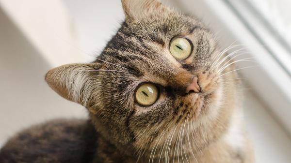 Tu gato nota tu estado de ánimo incluso cuando no eres consciente: así influye en su comportamiento - Lo que le pasa a tu gato cuando tú estás estresado