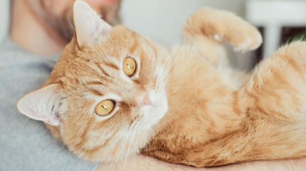 Tu gato nota tu estado de ánimo incluso cuando no eres consciente: así influye en su comportamiento - No todos los gatos reaccionan igual: esto depende de su personalidad y otros factores
