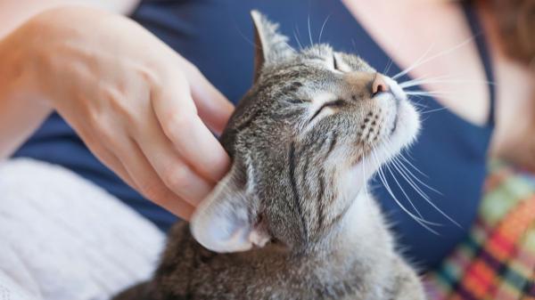 Tu gato nota tu estado de ánimo incluso cuando no eres consciente: así influye en su comportamiento - Qué hacer para reducir el estrés de tu gato si tú estás mal emocionalmente