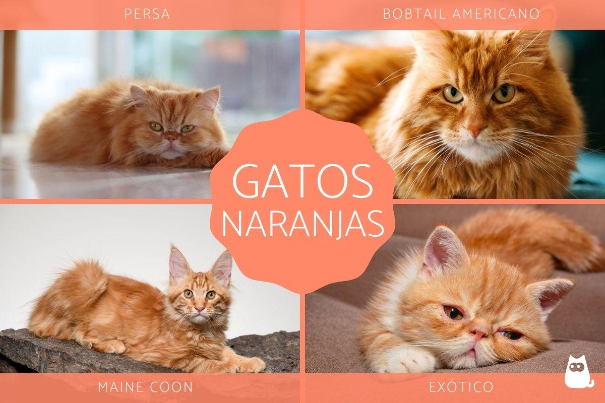 Razas de gatos naranjas