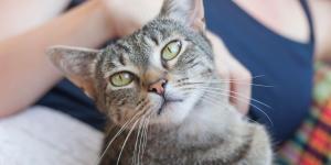 Tu gato nota tu estado de ánimo incluso cuando no eres consciente: así influye en su comportamiento