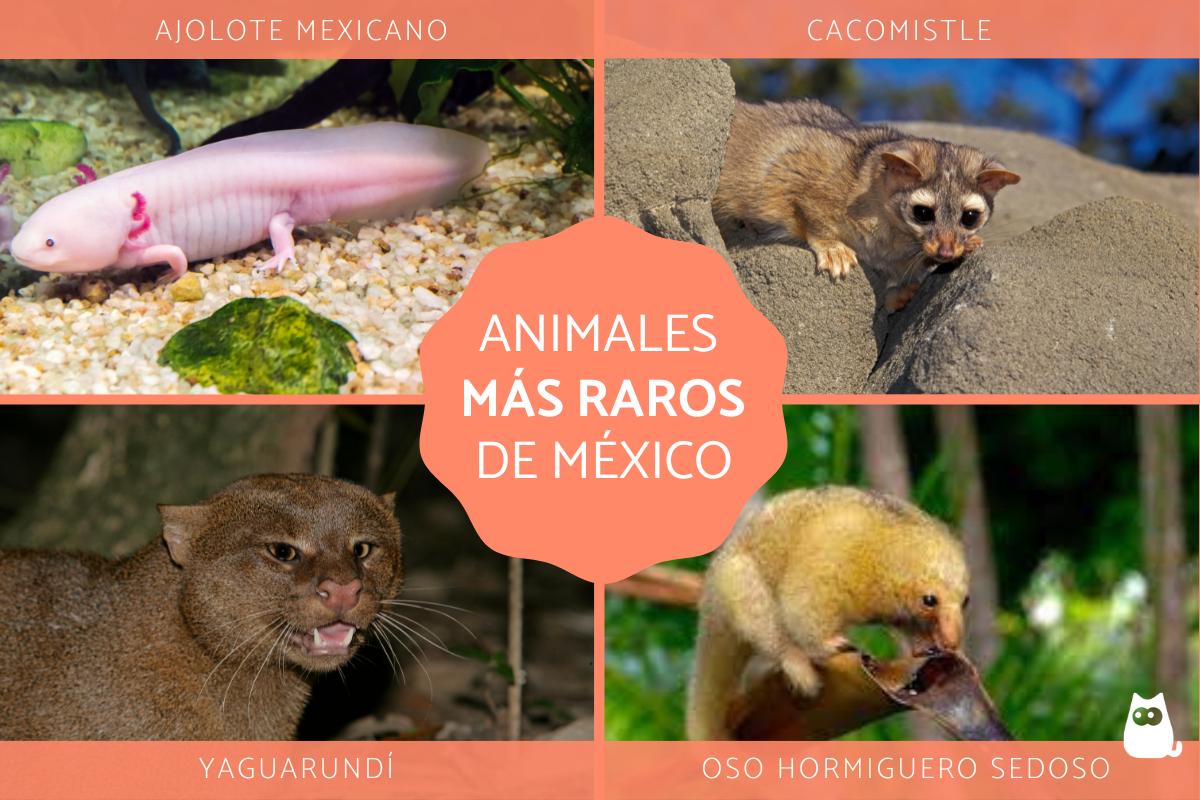 Animales más raros de México