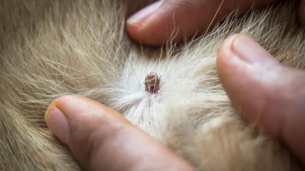 Los veterinarios alertan: las garrapatas ya no están solo en el campo y cada vez aparecen más en las ciudades - La razón por la que las garrapatas preocupan cada vez más a veterinarios y sanitarios