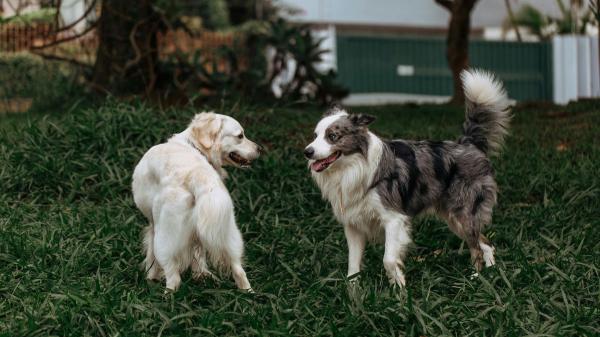Los veterinarios alertan: las garrapatas ya no están solo en el campo y cada vez aparecen más en las ciudades - Los expertos explican por qué las garrapatas aparecen cada vez más en ciudades y parques