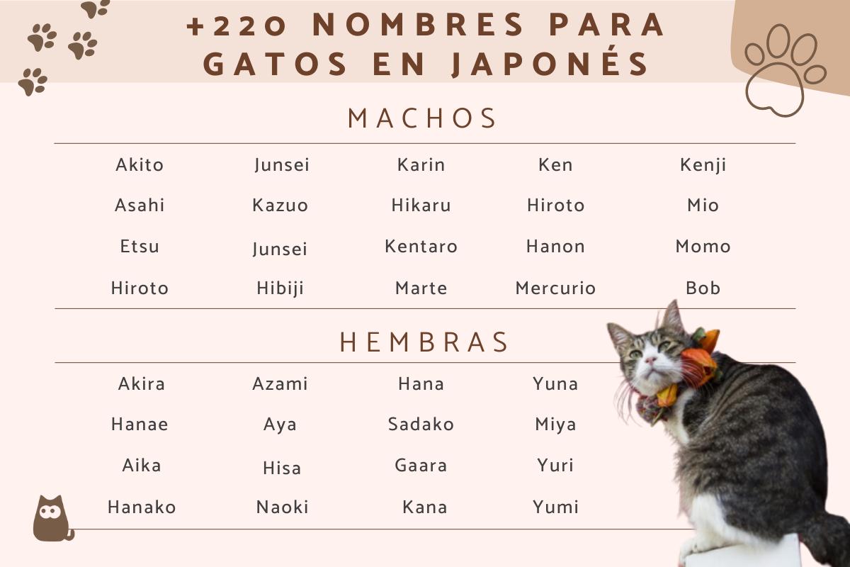 Nombres para gatos en japonés