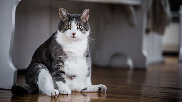 “Los resultados prometen, pero el ‘Ozempic felino’ no es para todos los gatos”: así funciona el nuevo tratamiento para el sobrepeso - El sobrepeso en gatos: un problema mucho más frecuente de lo que parece