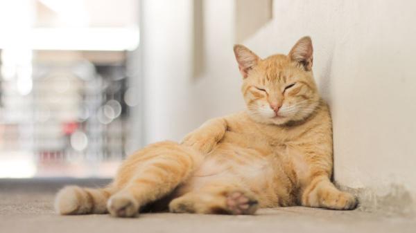 “Los resultados prometen, pero el ‘Ozempic felino’ no es para todos los gatos”: así funciona el nuevo tratamiento para el sobrepeso - La prevención sigue siendo más importante que cualquier tratamiento para la obesidad felina