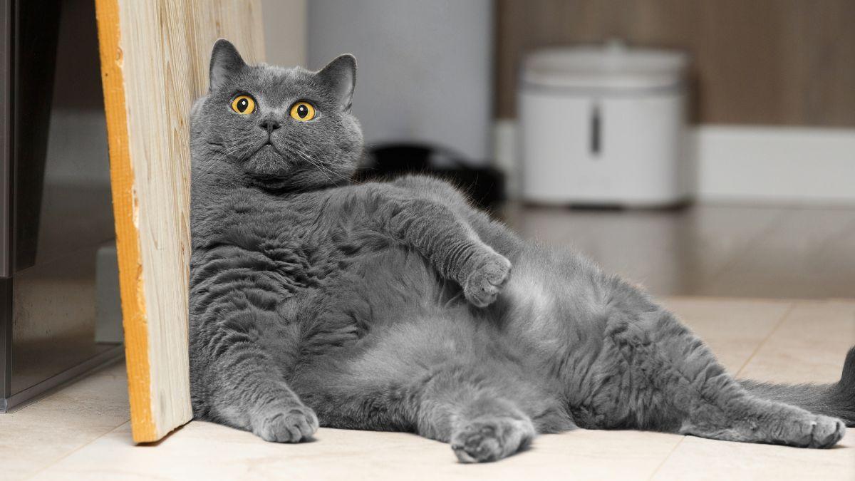 “Los resultados prometen, pero el ‘Ozempic felino’ no es para todos los gatos”: así funciona el nuevo tratamiento para el sobrepeso