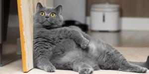 “Los resultados prometen, pero el ‘Ozempic felino’ no es para todos los gatos”: así funciona el nuevo tratamiento para el sobrepeso