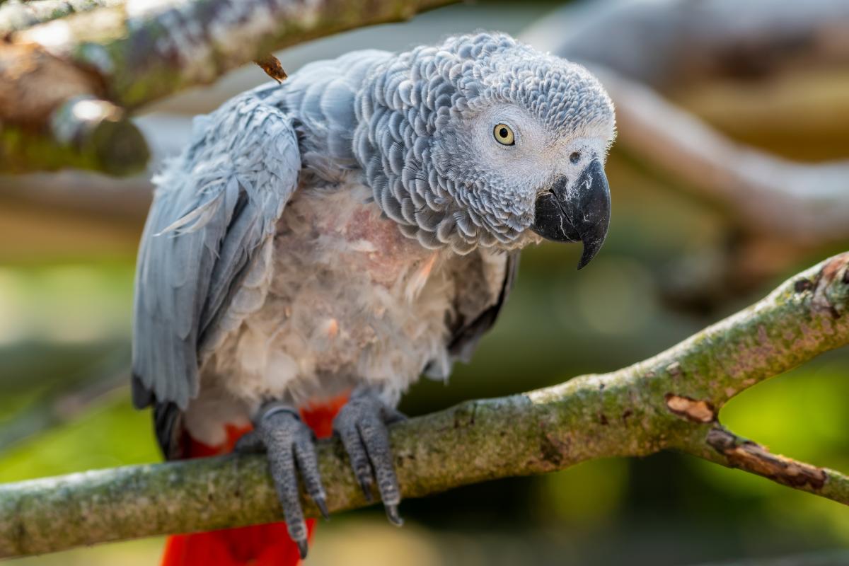 Mi loro se arranca las plumas - Causas y soluciones