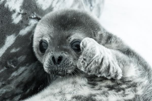 ¿Cómo se reproducen las focas? - Tipo de reproducción de las focas