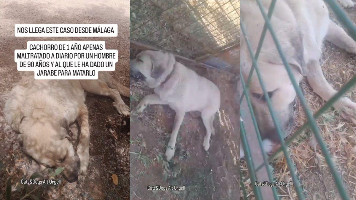 La historia de Ulises, el perro que sobrevivió al maltrato extremo y hoy busca una segunda oportunidad