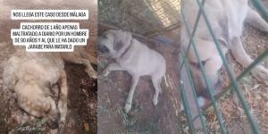 La historia de Ulises, el perro que sobrevivió al maltrato extremo y hoy busca una segunda oportunidad