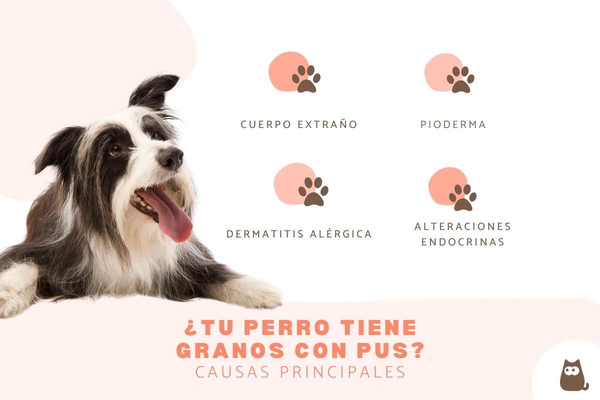 Mi perro tiene un grano con pus: causas y qué hacer