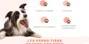 cuanto duran las espinillas de los perros