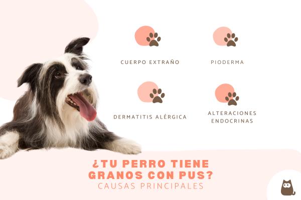 Mi perro tiene un grano con pus: causas y qué hacer
