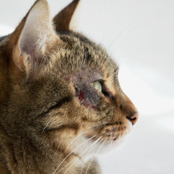 cómo se trata una mordedura de perro en un gato