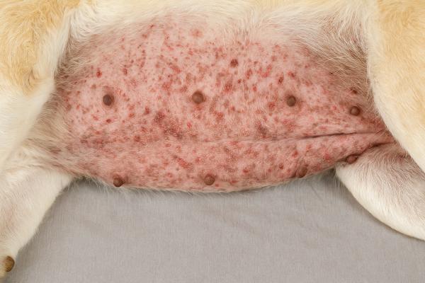 Mi perro tiene un grano con pus: causas y qué hacer - ¿Por qué mi perro tiene un grano con pus?