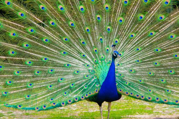 Tipos de pavos reales - 1. Pavo real común o de la India (Pavo cristatus)