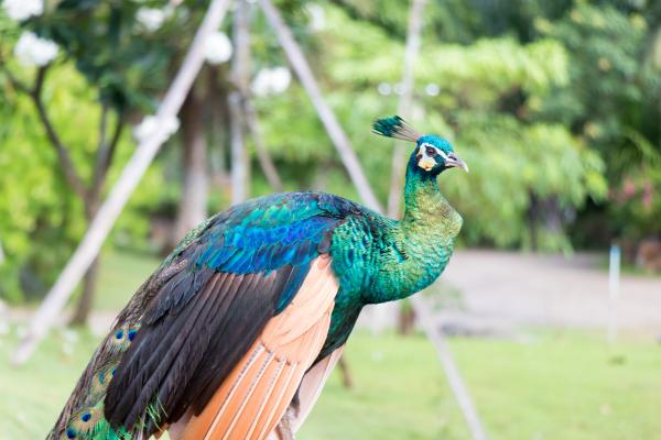 Tipos de pavos reales - 2. Pavo real verde (Pavo muticus)