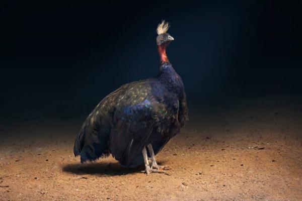 Tipos de pavos reales - 3. Pavo real del Congo (Afropavo congensis)