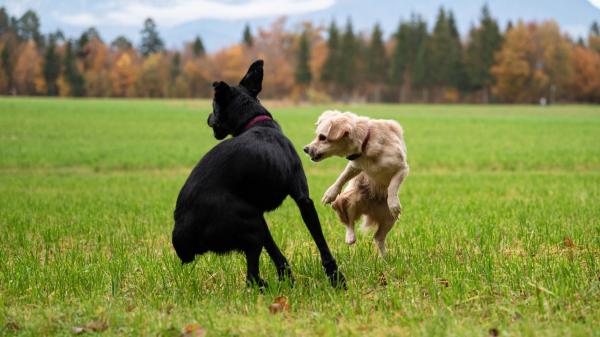 Luis Vallbona, educador canino: “Dos perros corriendo y saltando juntos no siempre están jugando; también pueden estar reaccionando ante una situación incómoda” - La clave para saber si tu perro juega o está intentando escapar de una situación incómoda