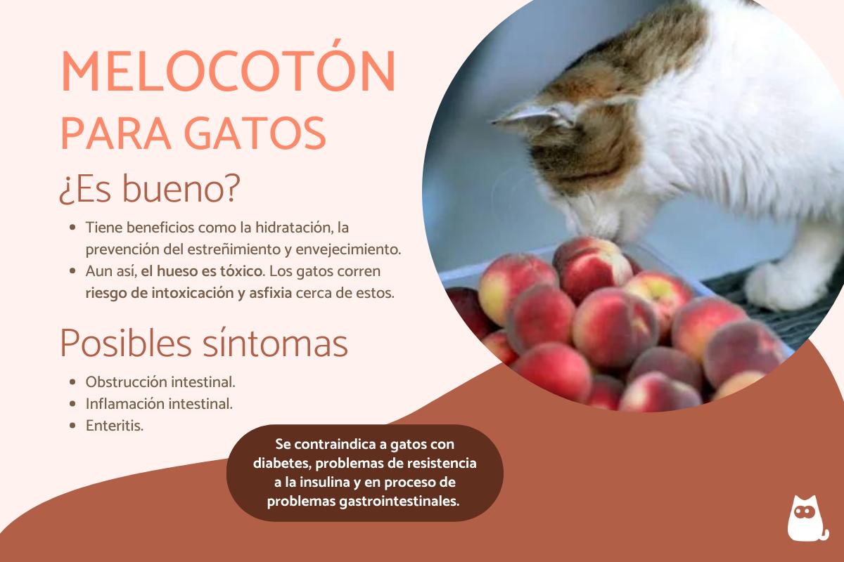 ¿Los gatos pueden comer durazno o melocotón?