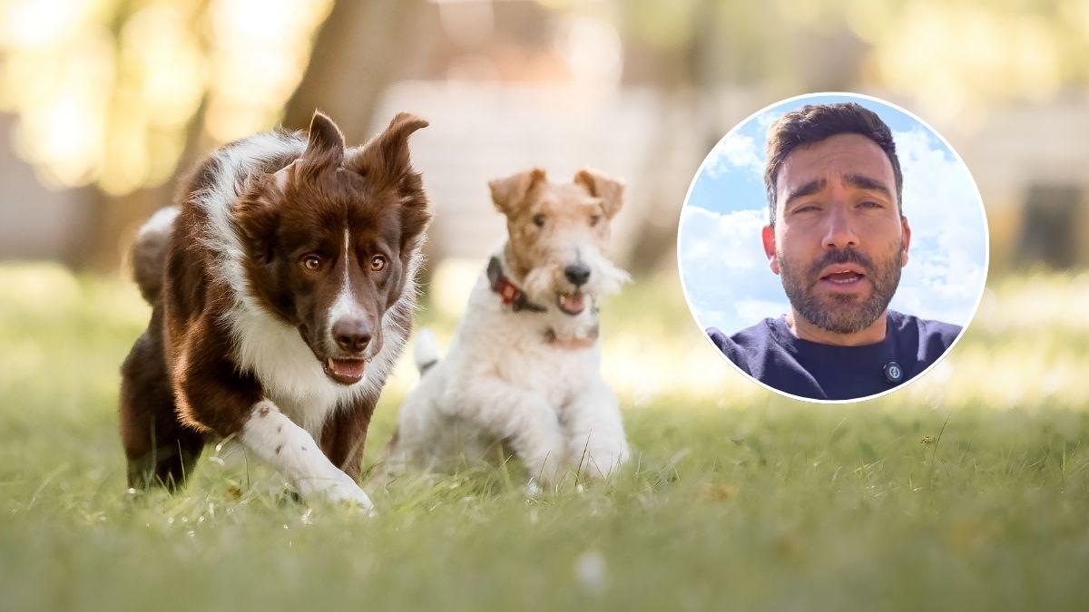 Luis Vallbona, educador canino: “Dos perros corriendo y saltando juntos no siempre están jugando; también pueden estar reaccionando ante una situación incómoda”