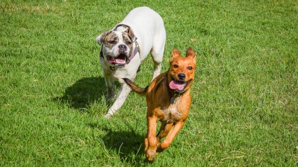 Luis Vallbona, educador canino: “Dos perros corriendo y saltando juntos no siempre están jugando; también pueden estar reaccionando ante una situación incómoda” - Que tu perro corra y salte con otros perros puede significar algo muy distinto al juego