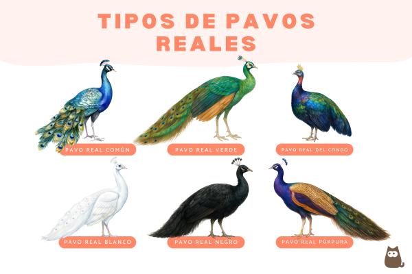 Tipos de pavos reales