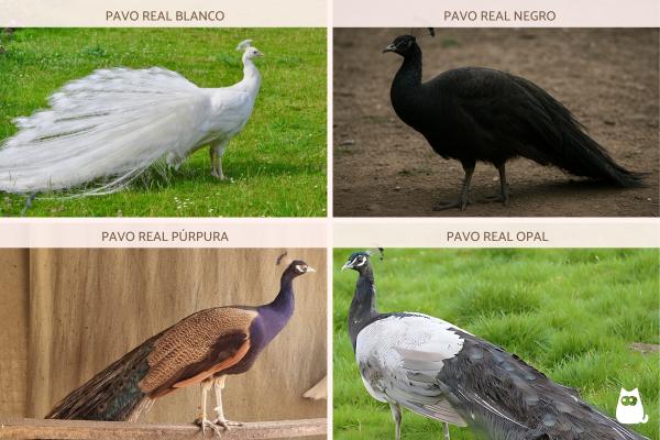 Tipos de pavos reales - Tipos de pavos reales domésticos e híbridos